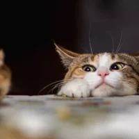 Чому домашні коти приносять свою здобич додому?