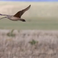 Птахи Великих рівнин підслуховують лучних собачок