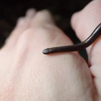 Найменша у світі змія Tetracheilostoma carlae