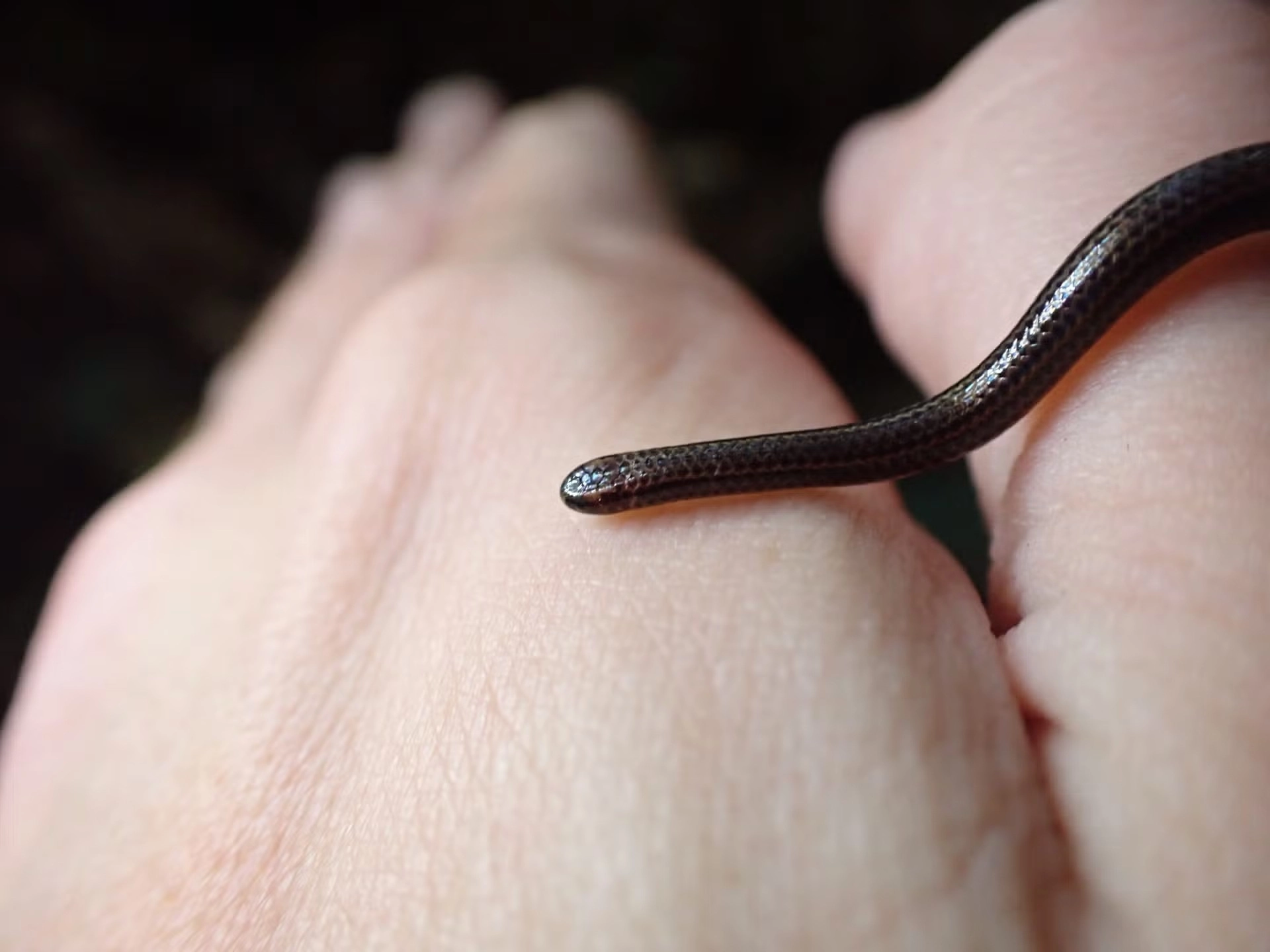 Найменша у світі змія Tetracheilostoma carlae