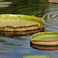 Waterlily Weigh-Off: рекордне латаття витримало 83 кг